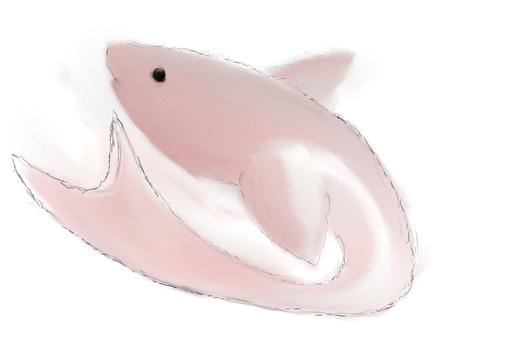 Cotton Candy Shark